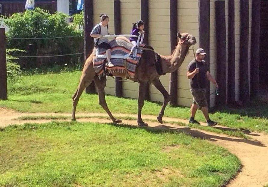 York's Wild Kingdom, United States